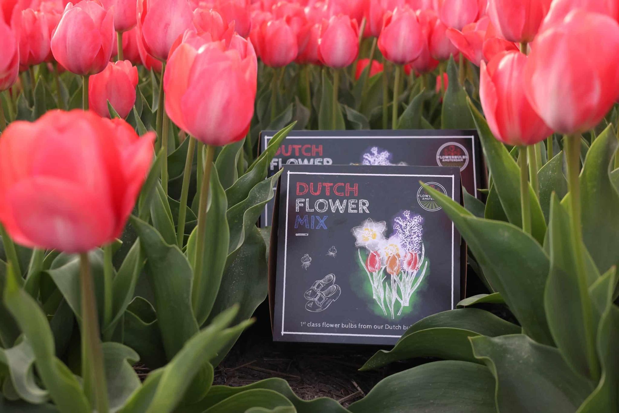 Frühlingsblumenzwiebeln Mix - Tulpen, Hyazinthen und Narzissen - Dutch Flower Mix - Luxusbox mittel, 40 Blumenzwiebeln für 1 qm Blumenpracht - Größe 12+