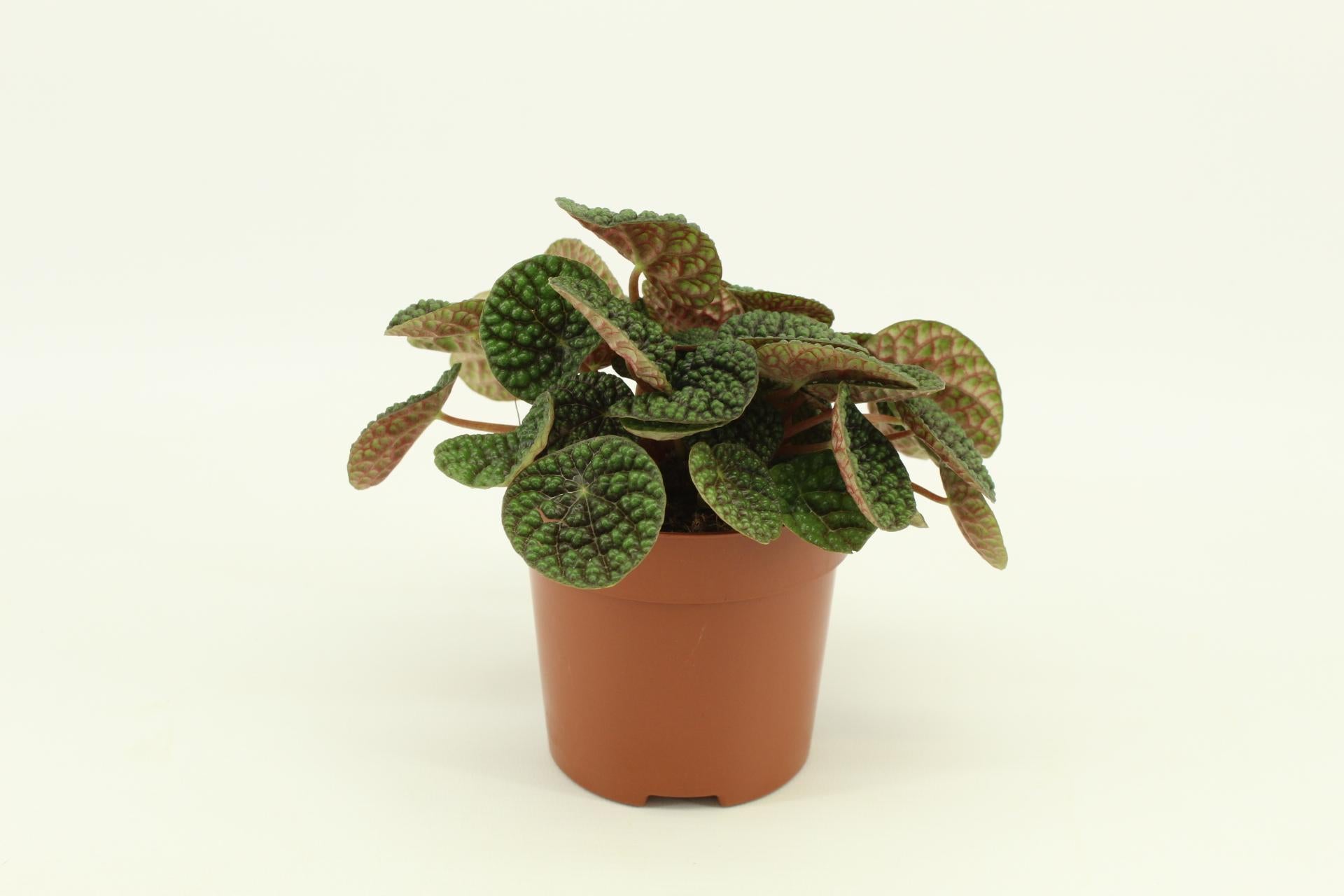 Peperomia Groene Bubbel 10,5cm - Ø10,5cm - ↕15cm