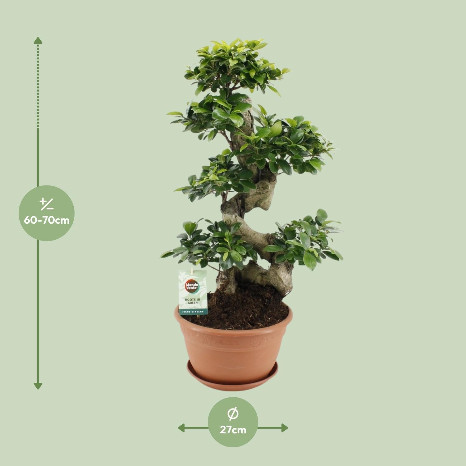 Ficus microcarpa Ginseng - Ø27cm - ↕70cm