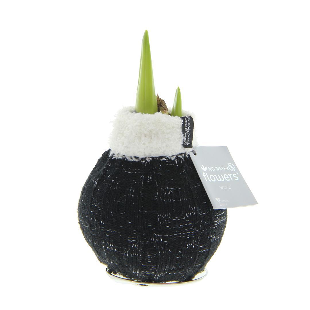 No Water Flowers® (wax amaryllis) | Fashionz Cozy Wooly - Black + Red flower