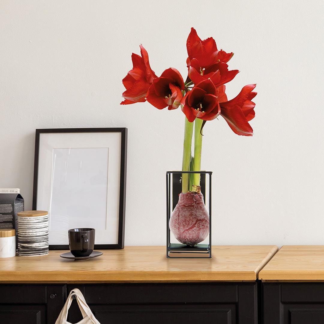 No Water Flowers® (wax amaryllis) | Formz Industrial - Bordeaux + Red flower