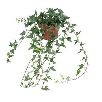 Efeu - Hedera Helix Shamrock - Medium Long - Ø13cm - ↕cm