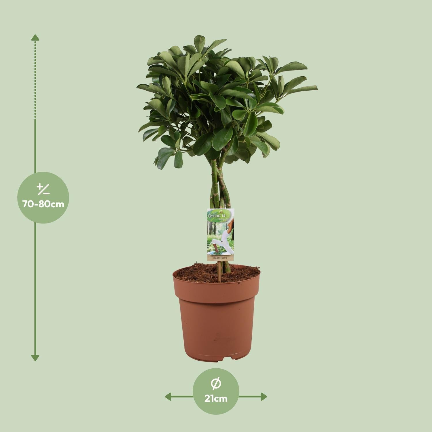 Schefflera Arboricola Nora - Ø21cm - ↕80cm