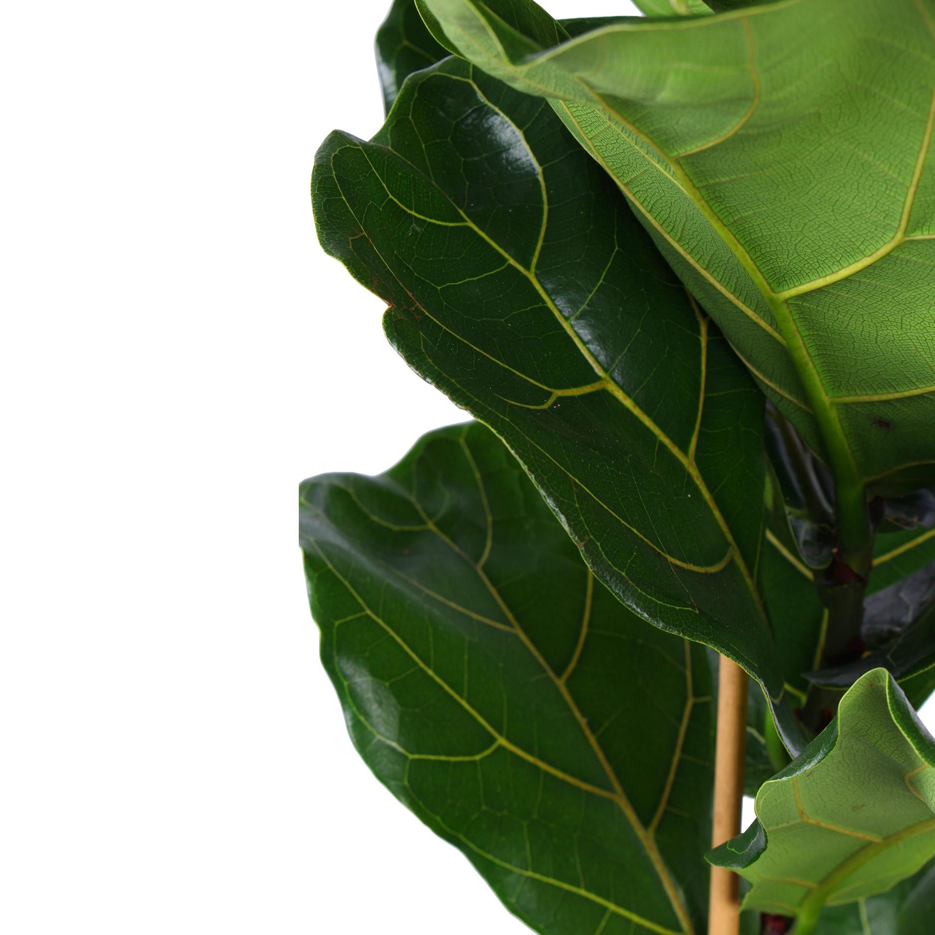 Geigenfeige - Ficus Lyrata - Ø21cm - ↕90cm in BOULE antraciet Topf