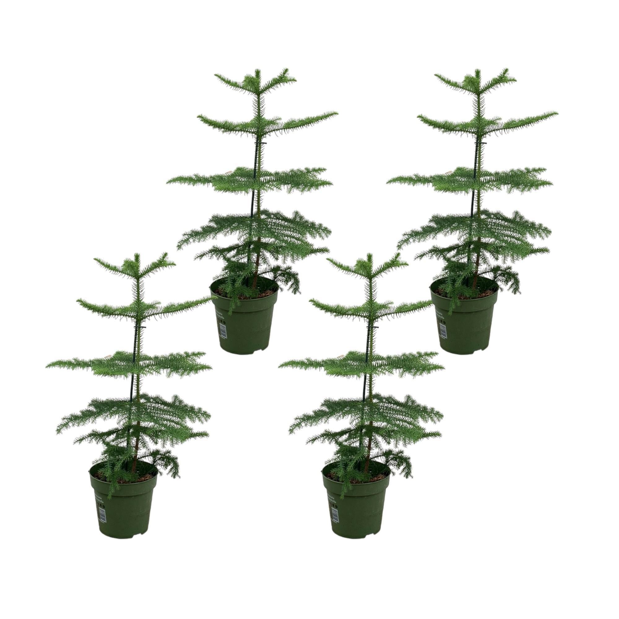 Araucaria (kamerden) pakket - 4x Araucaria - 60 cm