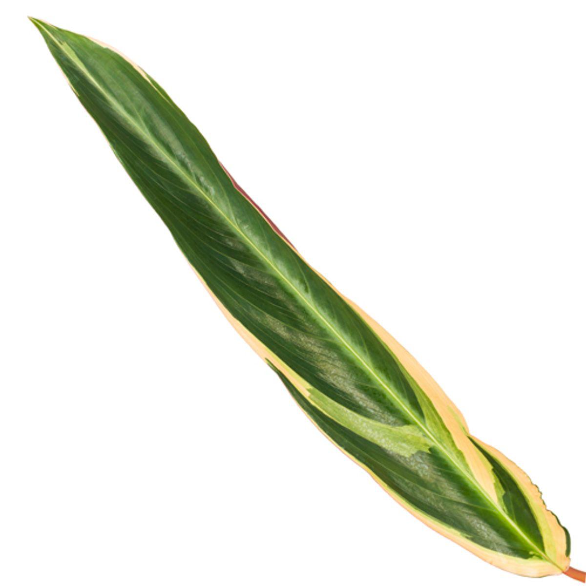 Calathea Triostar - Korbmarante - 80 cm - Ø19cm