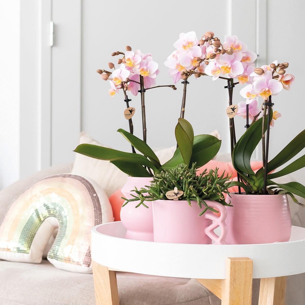 Kolibrie-orchideeën | COMBI DEAL van 2 roze phalaenopsis orchideeën - Andorra - potmaat Ø9cm | bloeiende kamerplant - vers van de veredelaar