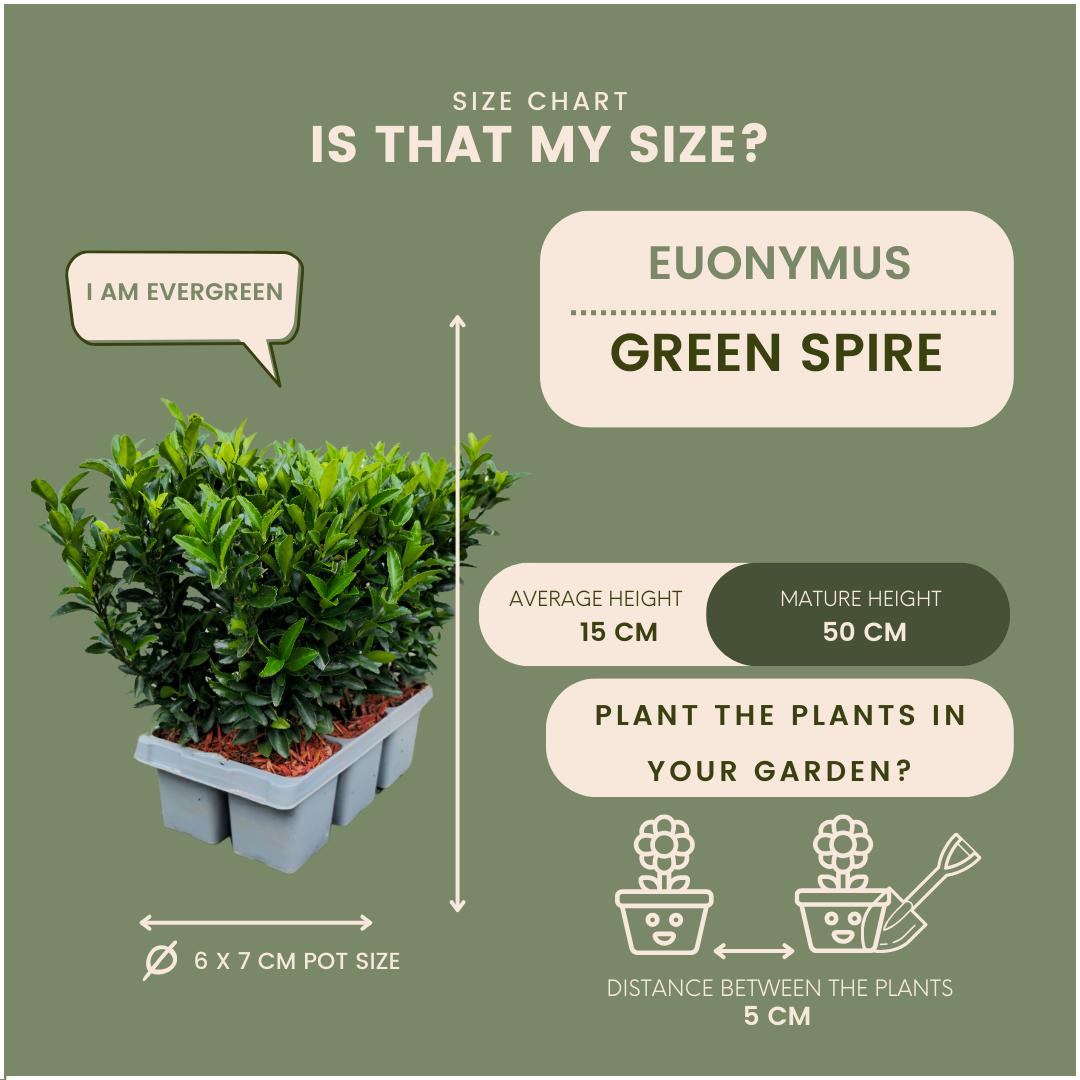 Spindelstrauch 'Green Spire - Euonymus 'Green Spire' Hecke - 24 Stück x Ø 7 cm ↨ 15 cm  4x6 Stück