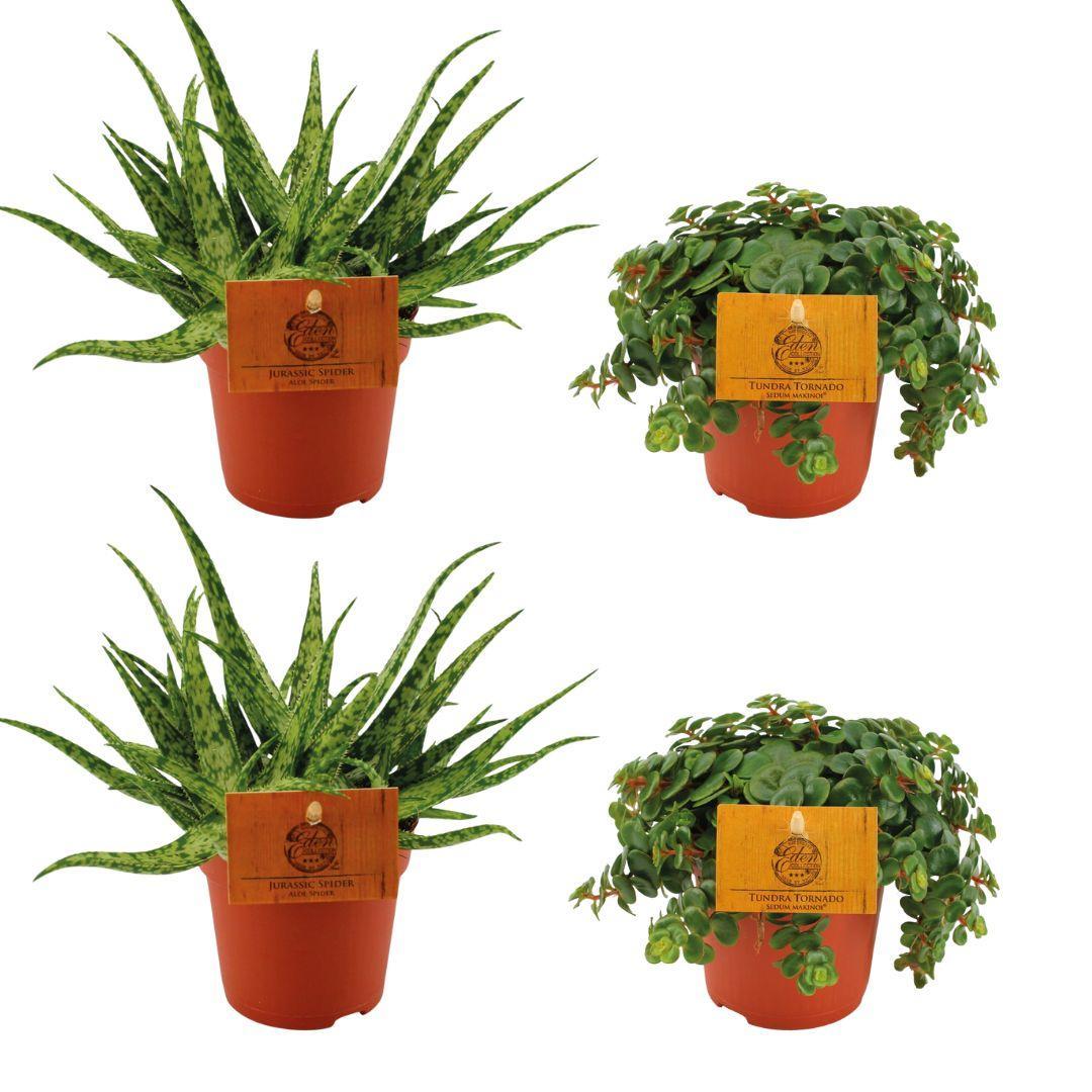 Planzen Mix - Aloe Spider + 2x Sedum Tornado - 4 stück - Ø10.5cm - ↕10cm