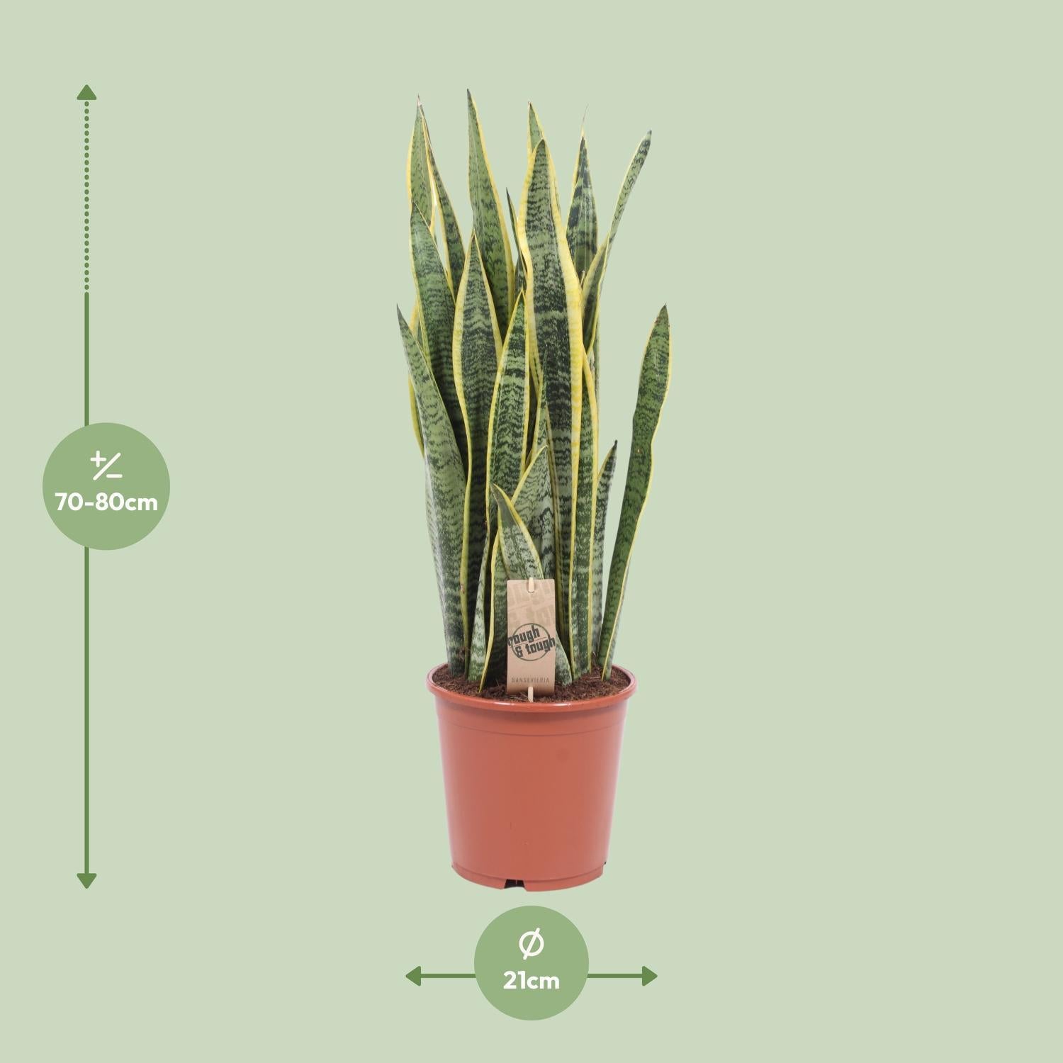 Sansevieria Laurentii - Ø21cm - ↕80cm