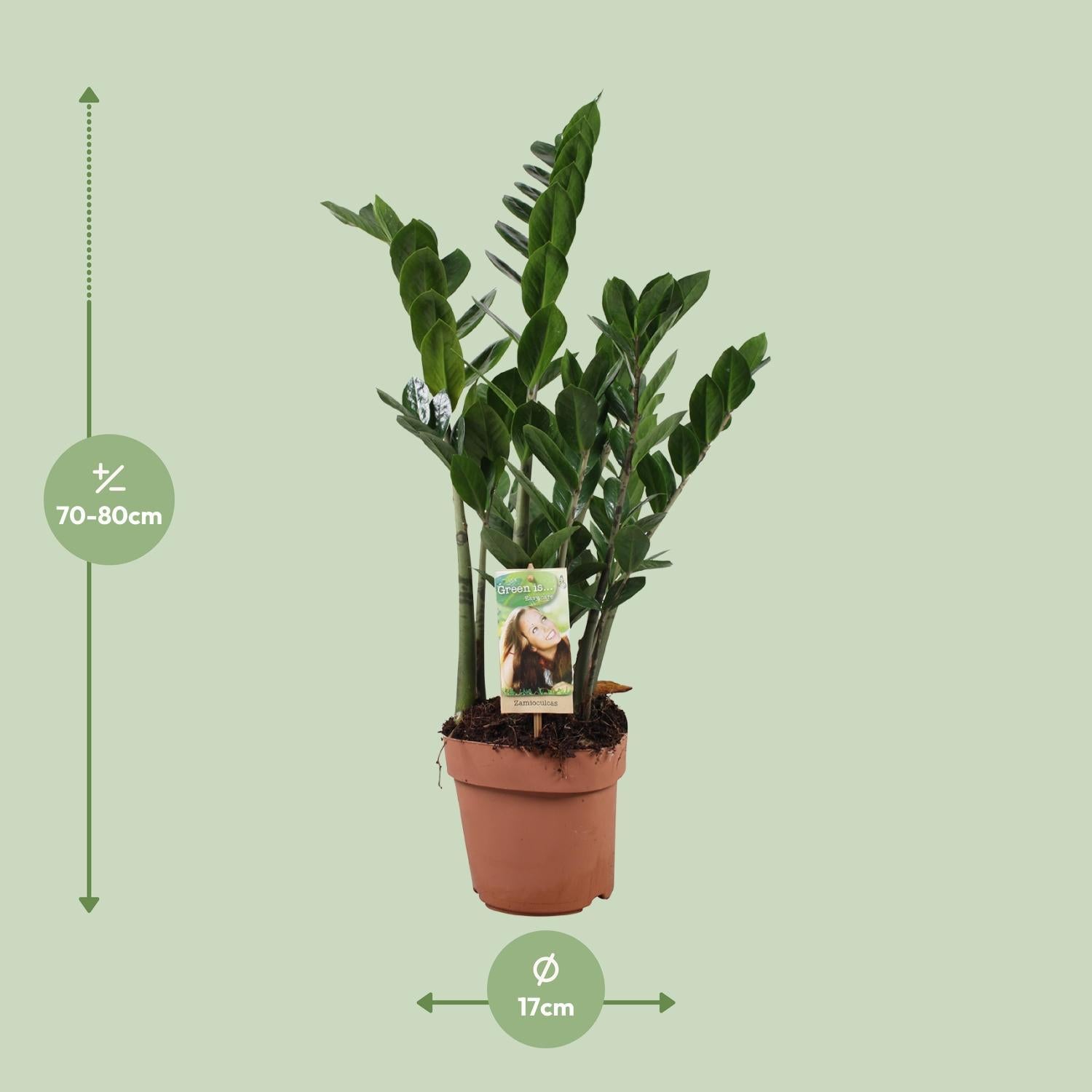 Zamioculcas 6-7 Veren - Hoogte 80-85 Cm - Ø17cm - ↕80cm