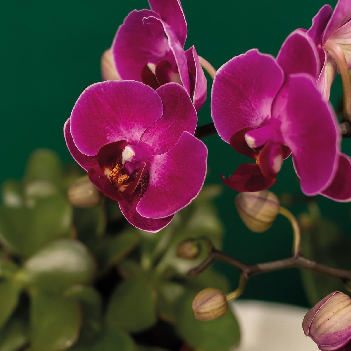 Orchidee Pflanzenset Hotel Chic - lila | Grünpflanzen mit lila Phalaenopsis-Orchidee inkl. Keramik-Ziertöpfe und Zubehör