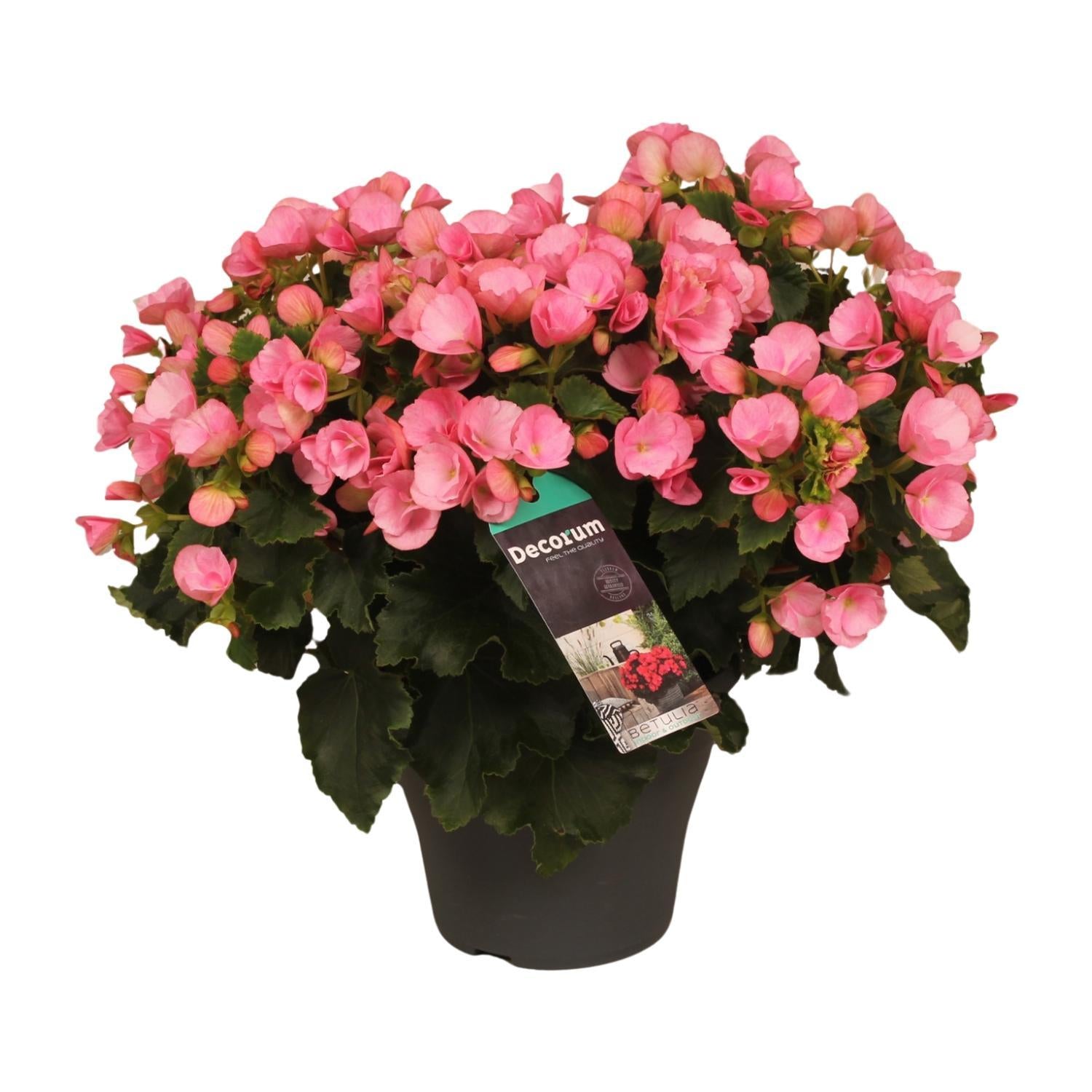 Begonia Betulia Snoep - Ø19cm - ↕35cm