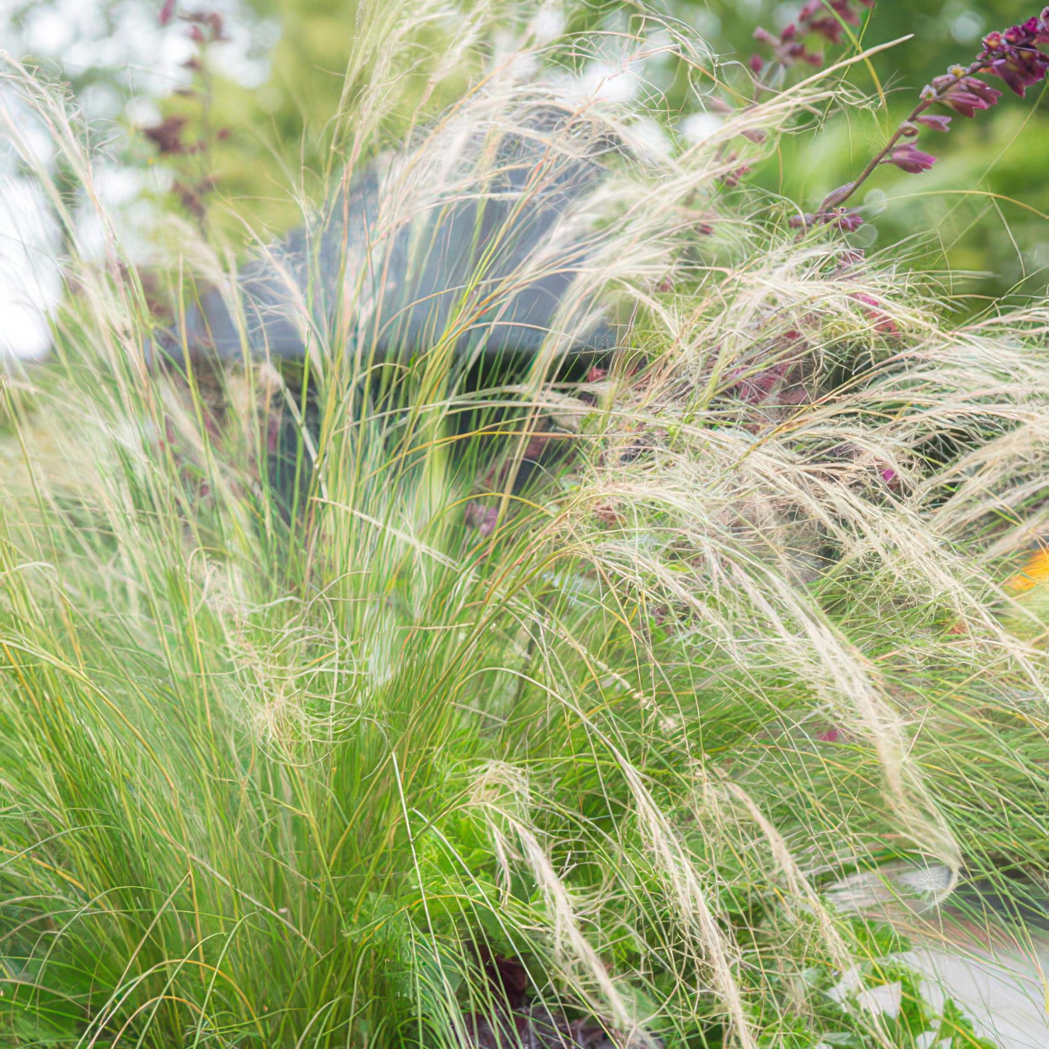 Ziergras - Stipa tenuissima 'Ponytails' - ↕10-25cm - Ø9cm  - 12 Stück