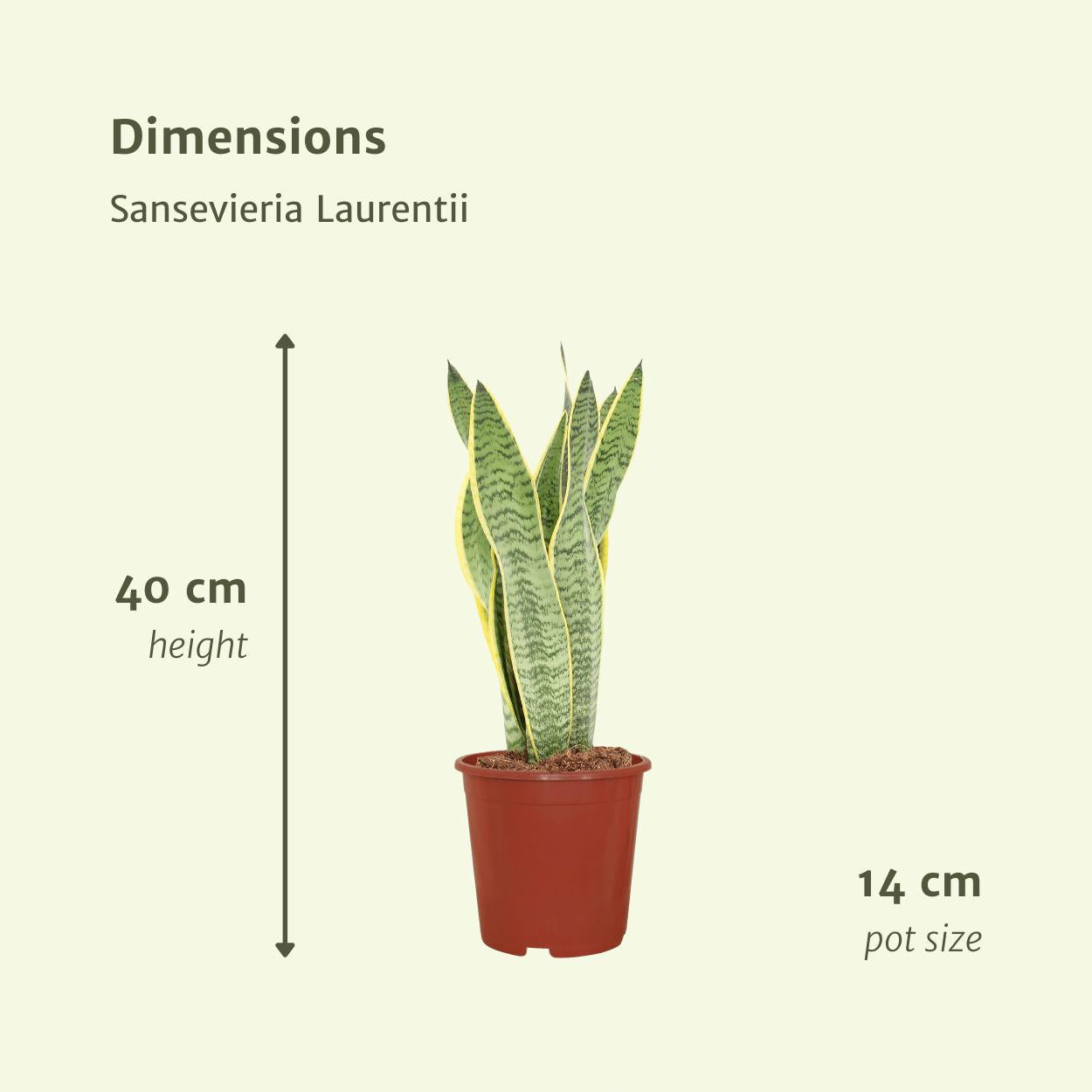 2x Sansevieria Laurentii - Damestong - 40cm - ø14