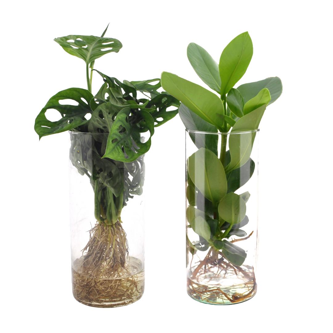 Cilinderglas Duo Monstera/Clusia - 2 stuks - Ø12cm - ↕25-40cm