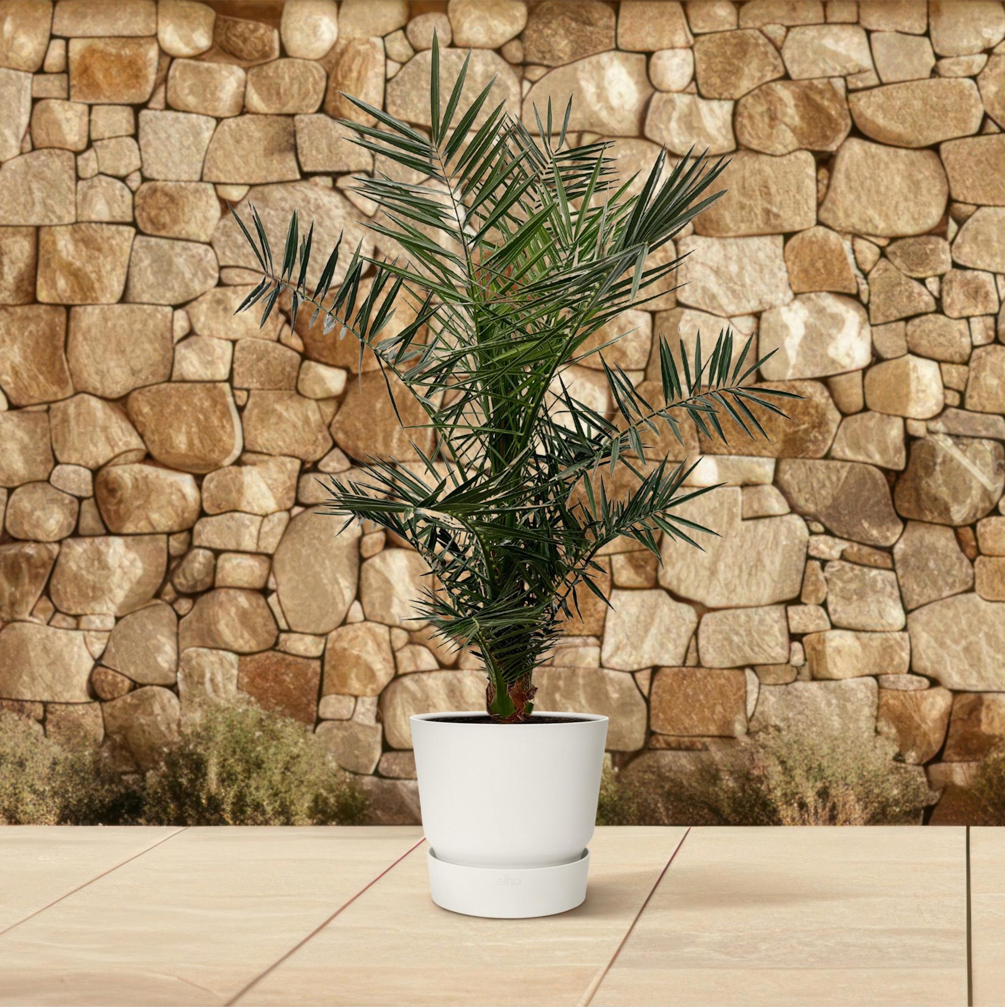 Phoenix Canariensis - 130cm - ø20