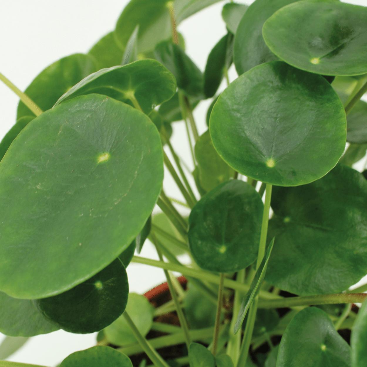 Chinesischer Geldbaum - 2x Pilea Peperomiodes - 25cm - ø15