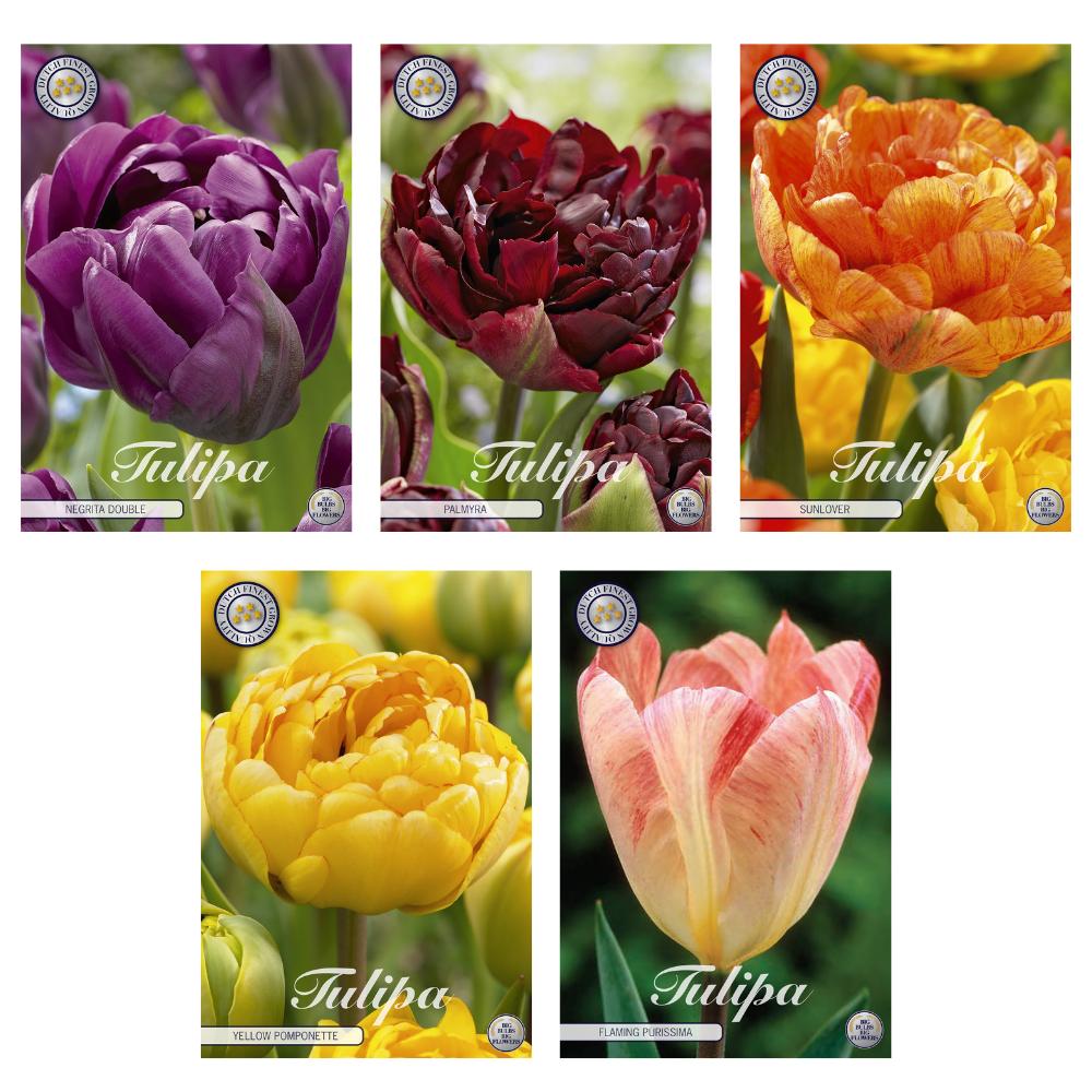 Tulpen Mix - Tulipa Blumenzwiebeln Mix (3) - 5 Spezies - 38 Blumenzwiebeln