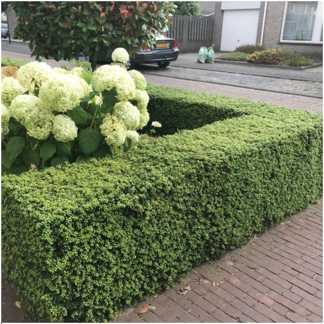 Japanische Stechpalmen - Ilex crenata 'Jenny'® - Pflanzenset mit 24 winterharten Heckenpflanzen - Immergrüne Hecke