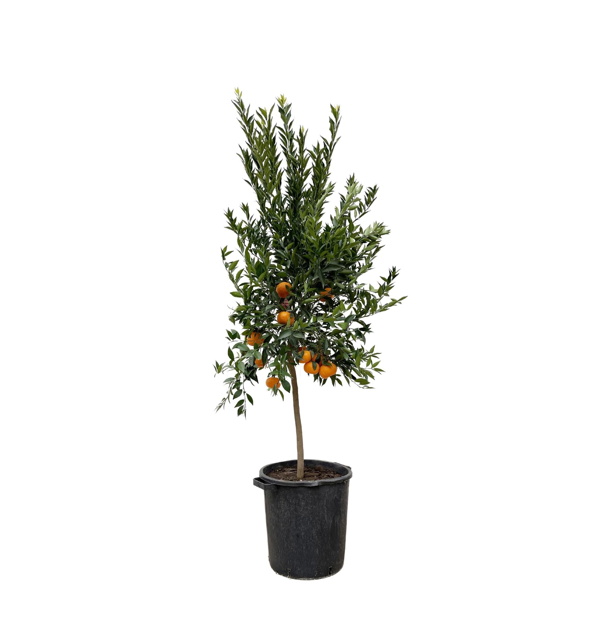 Mandarinenbaum - Citrus Mandarino - 200 cm - ø40