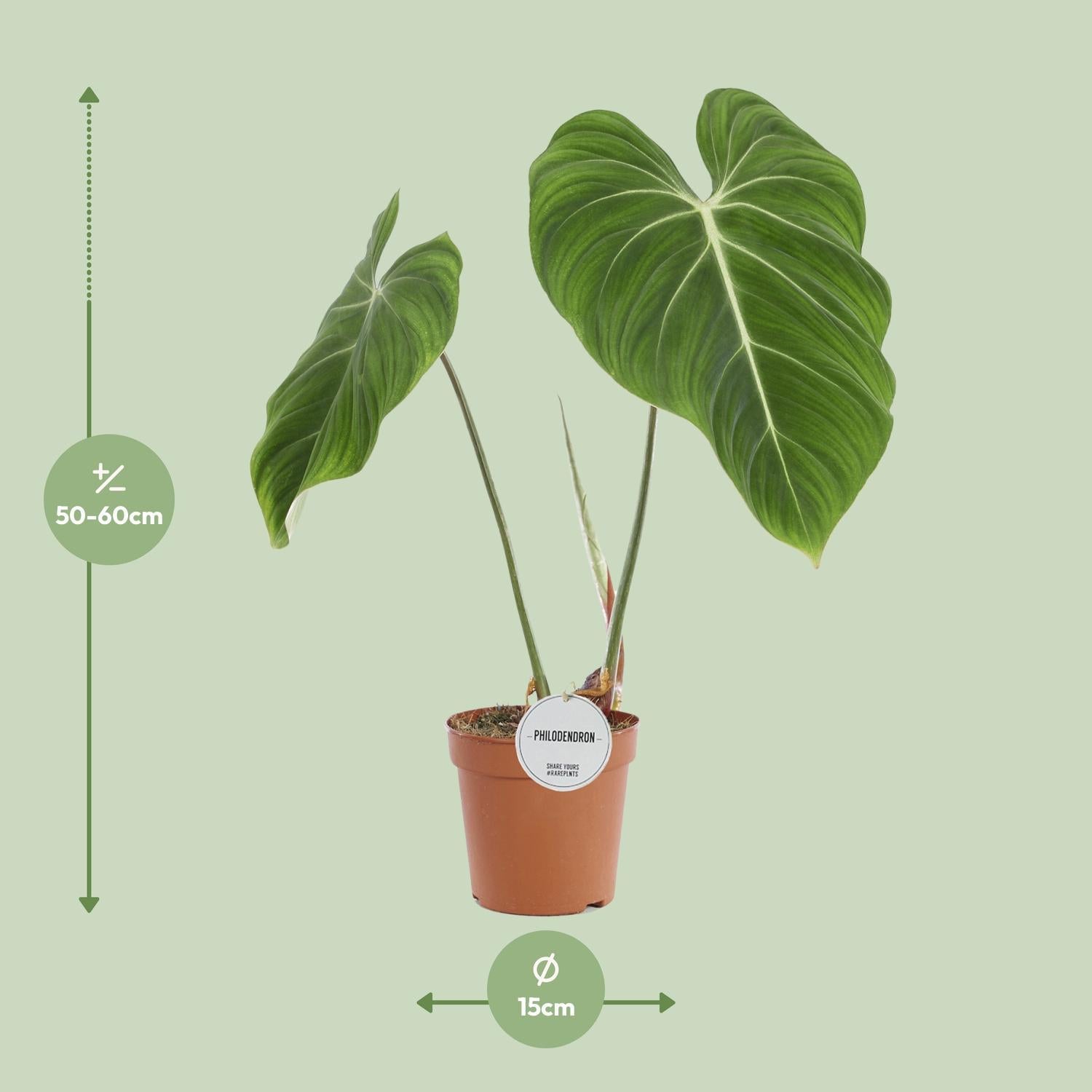 Philodendron Gloriosum - Ø15cm - ↕60cm