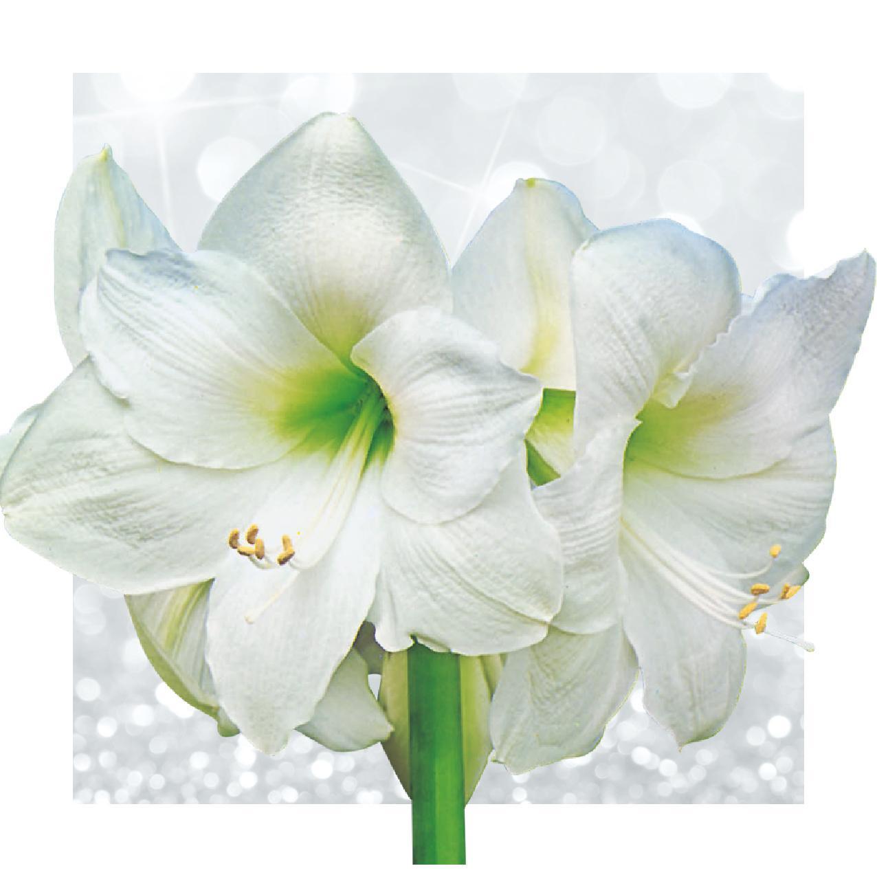 No Water Flowers® (wax amaryllis) | Naturalz Botanical - Palm + White flower