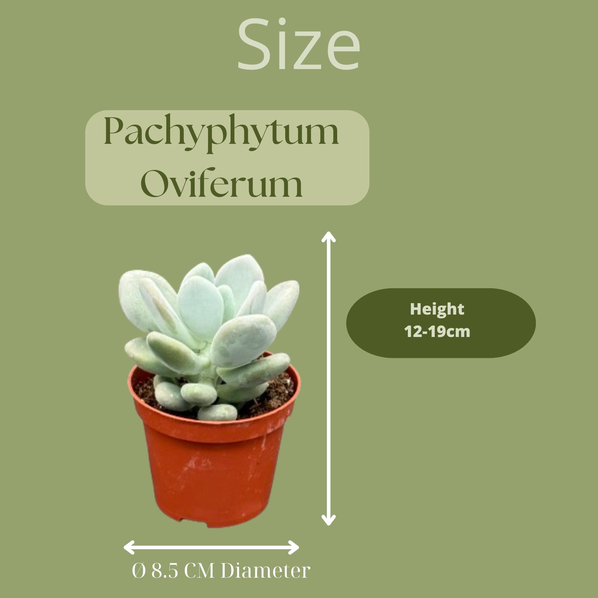 Sukkulenten Set - Pachyphytum Oviferum - 8.5cmØ- 12-17cm    3 Stück