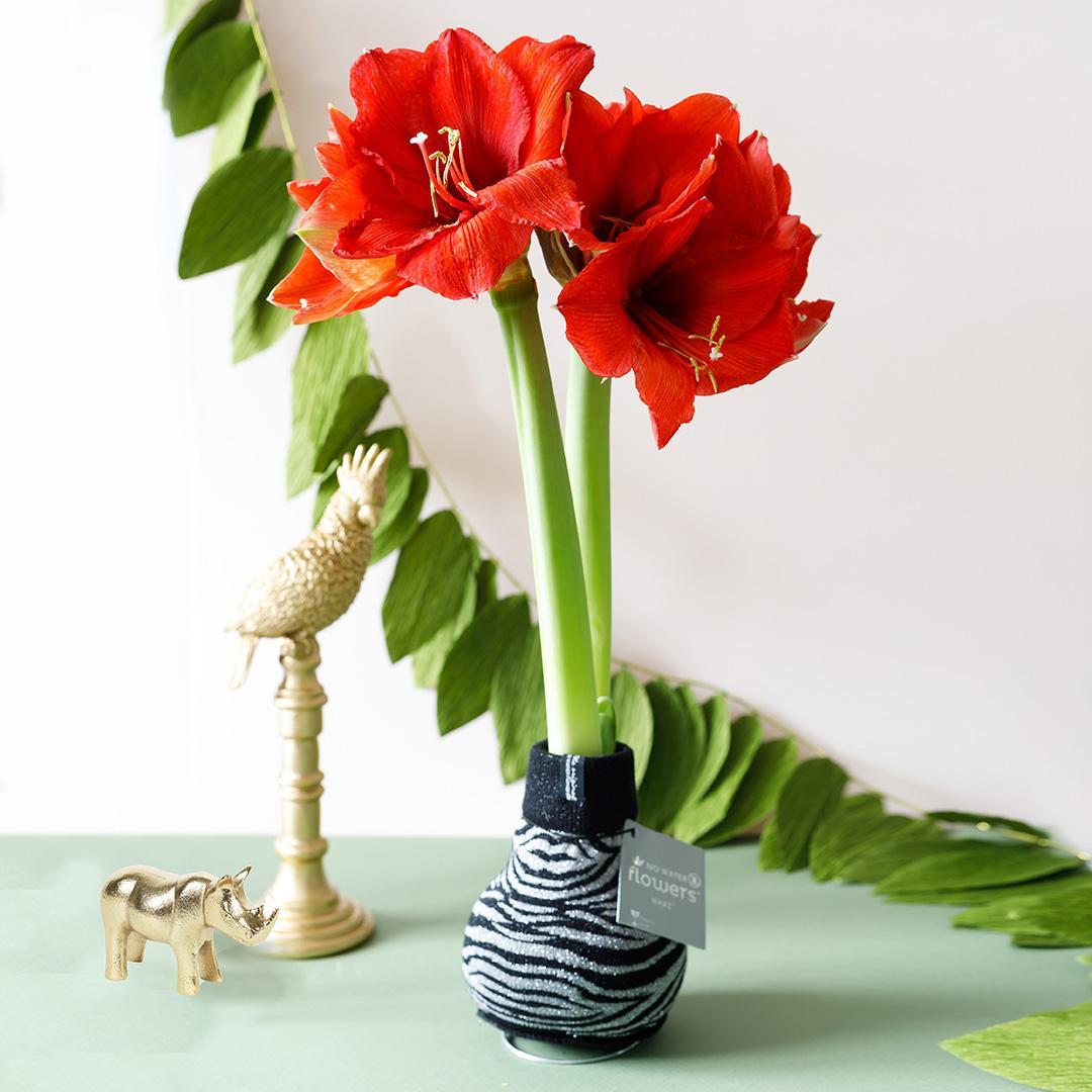 No Water Flowers® (wax amaryllis) | Fashionz Animal - Zebra + Red flower