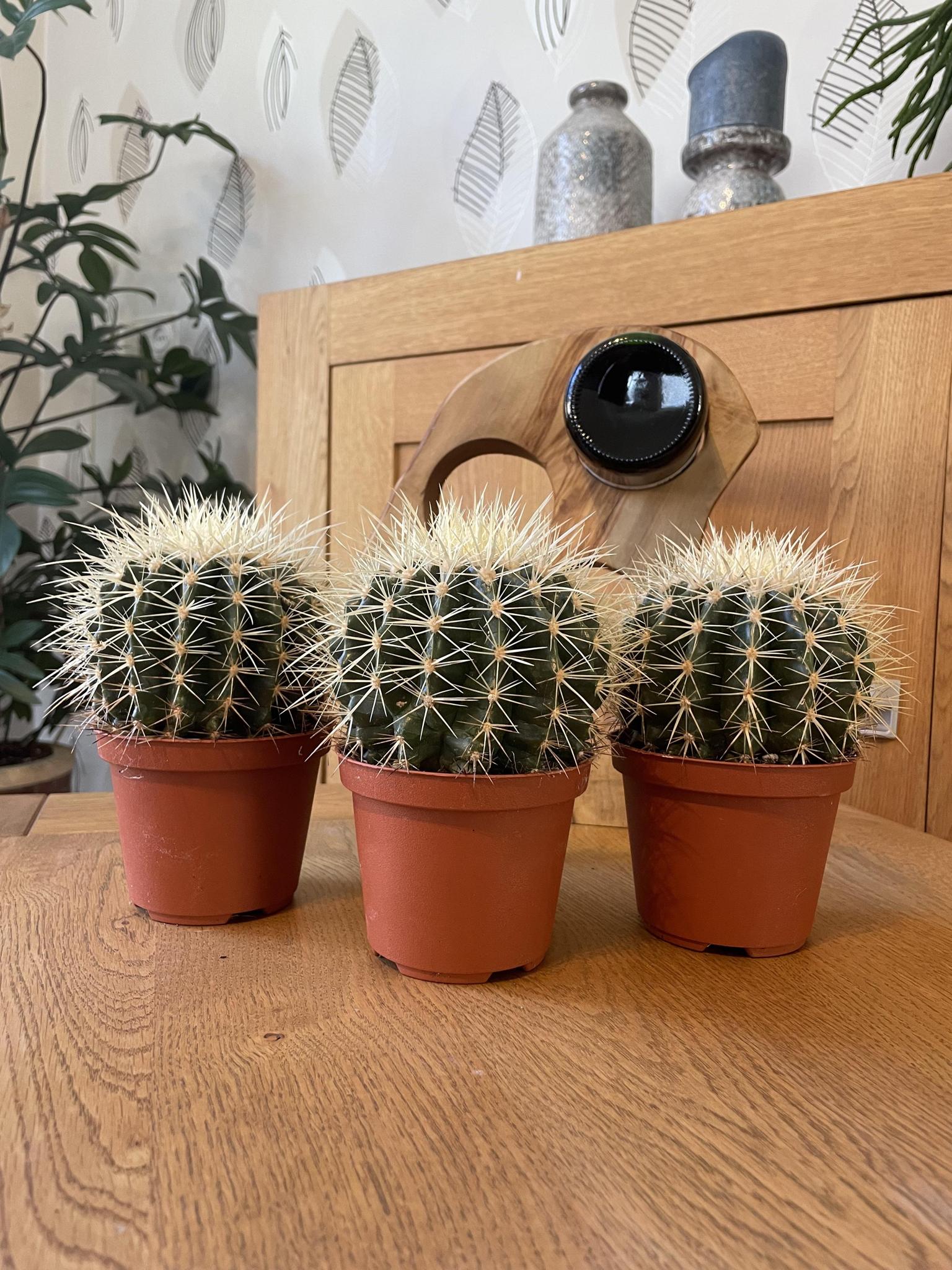 Schwiegermutterstuhl Kaktus - Echiocactus Grusonii  3 Stück   Ø10.5 cm - ↕13 - 17 cm