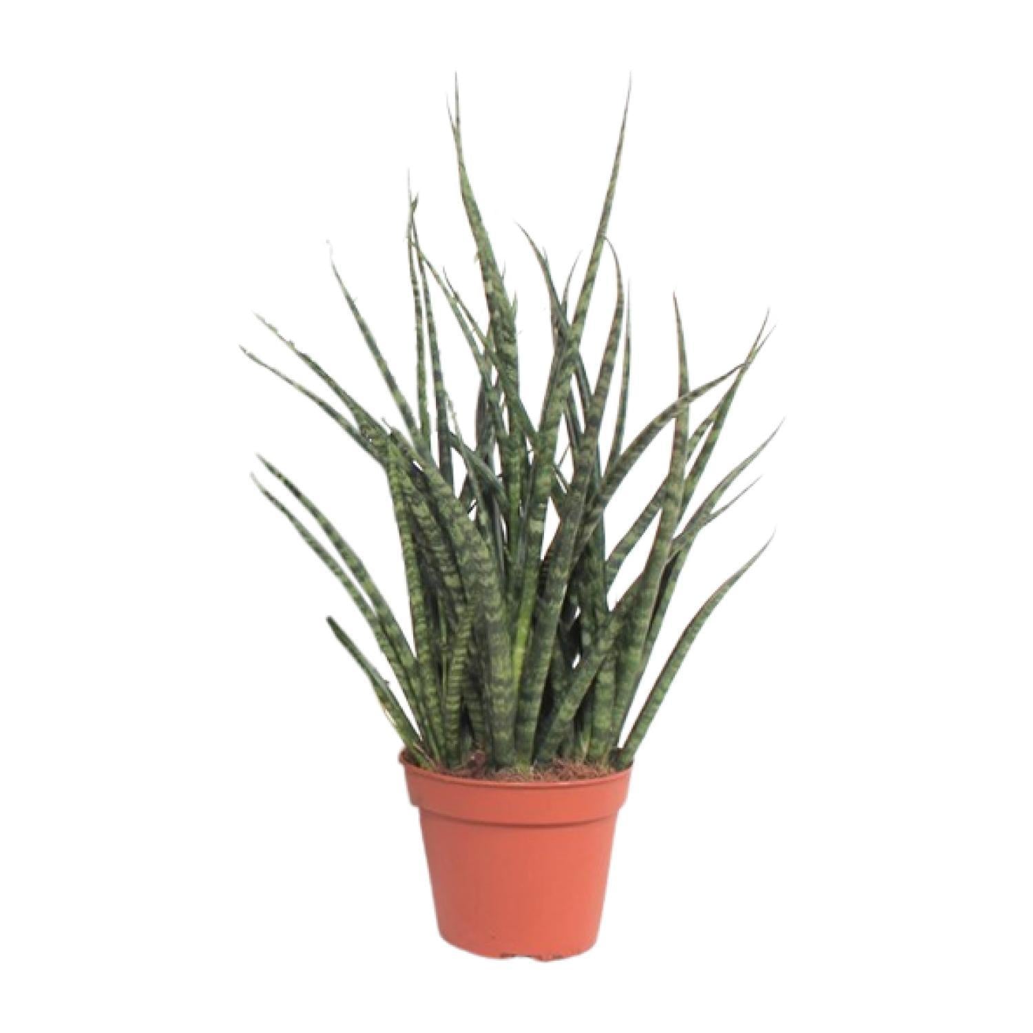 Sansevieria Varenhout Punk - Ø12cm - ↕30cm