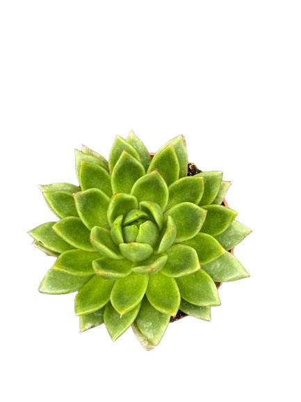 Succulenten - Echeveria Agavoides - 8.5cm Ø - ↕️9-14cm - 3 Stück