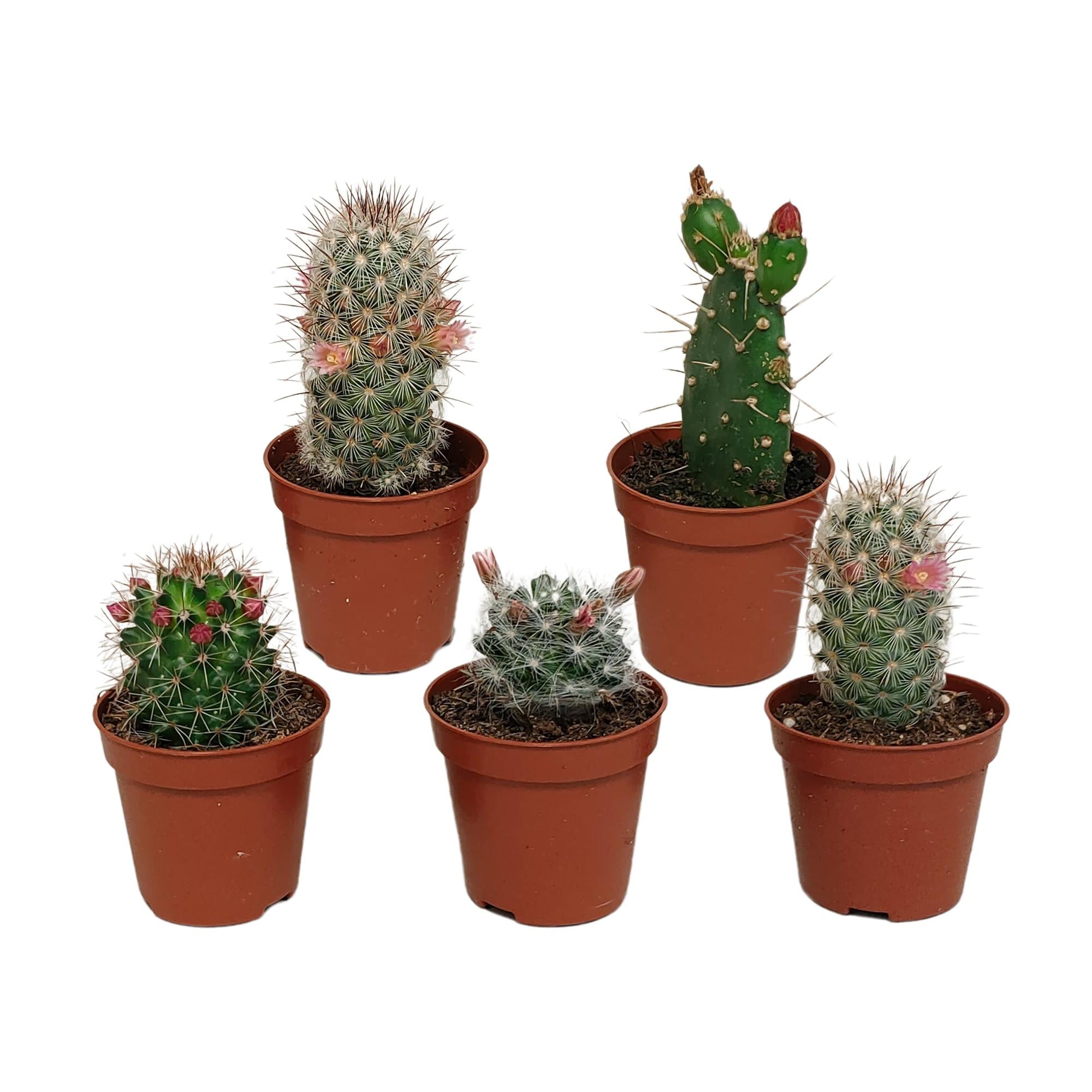 Cactusmix 5,5 cm - zonder pot bloeiend - 5x