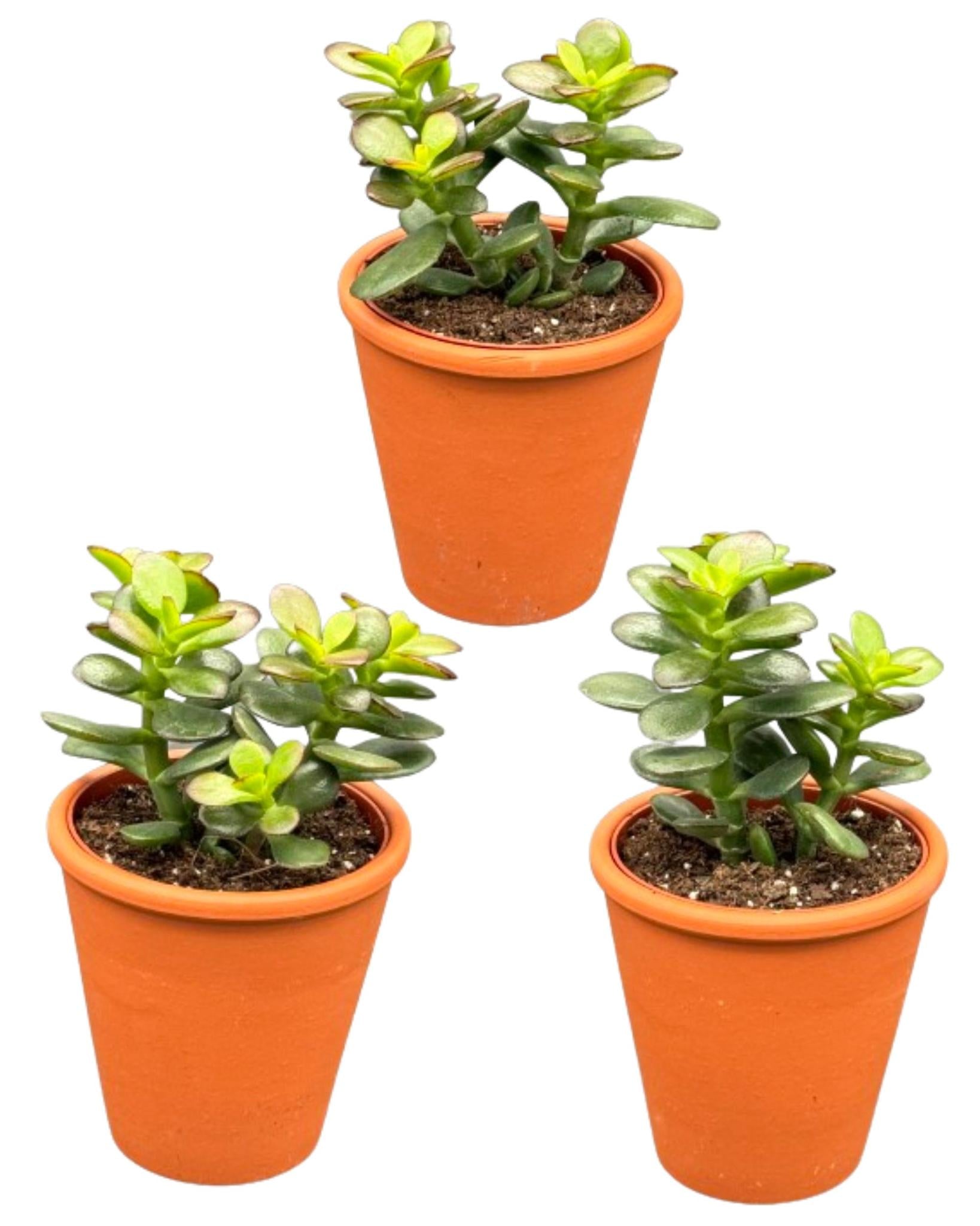 Vetplanten - Crassula Minor - 8,5cm Ø - ↕️10-17cm - 3 stuks - terracotta