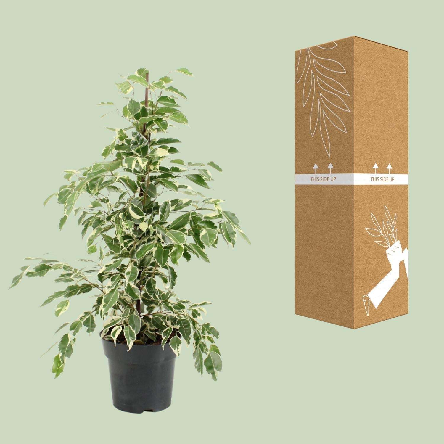 Birkenfeige - Ficus Benjamina Twilight - Ø17cm - ↕70cm