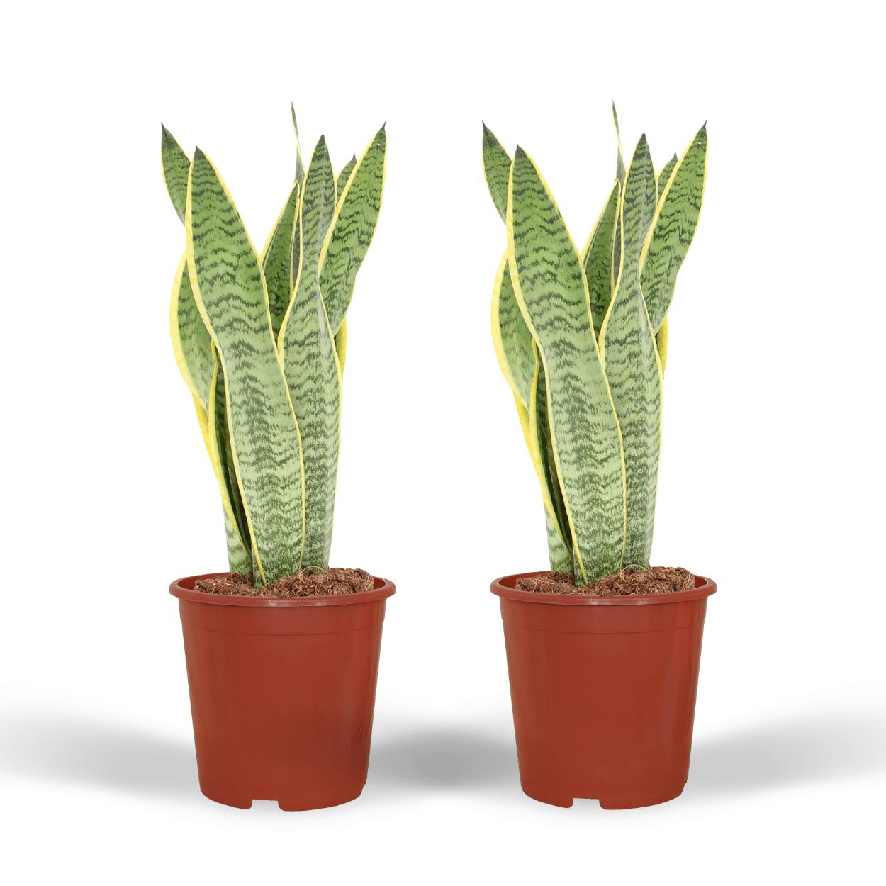 Sansevieria Laurentii 2 Stück - Frauenzunge - 40cm - ø14