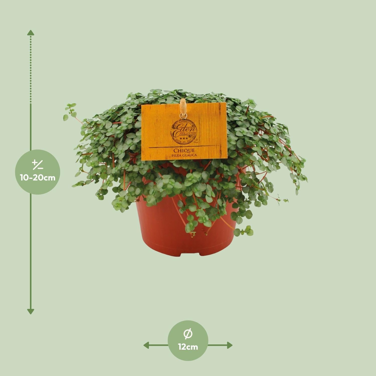 Pilea Glauca - Ø12cm - ↕20cm