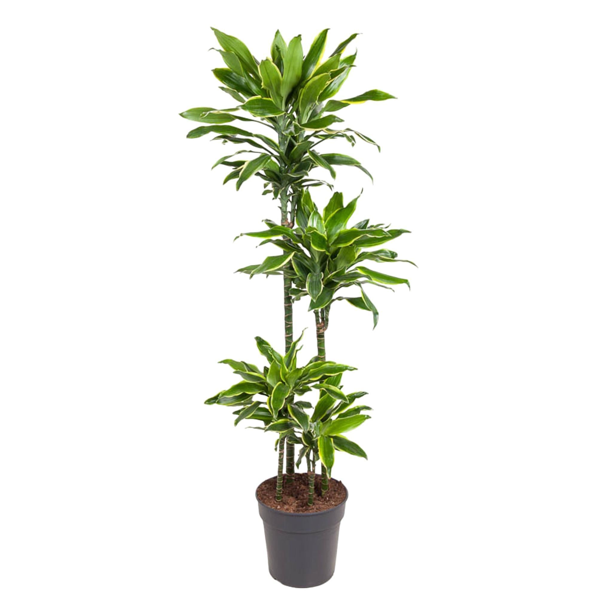 Drachenbaum Golden Coast - Dracaena Golden Coast - 140 cm - ø27