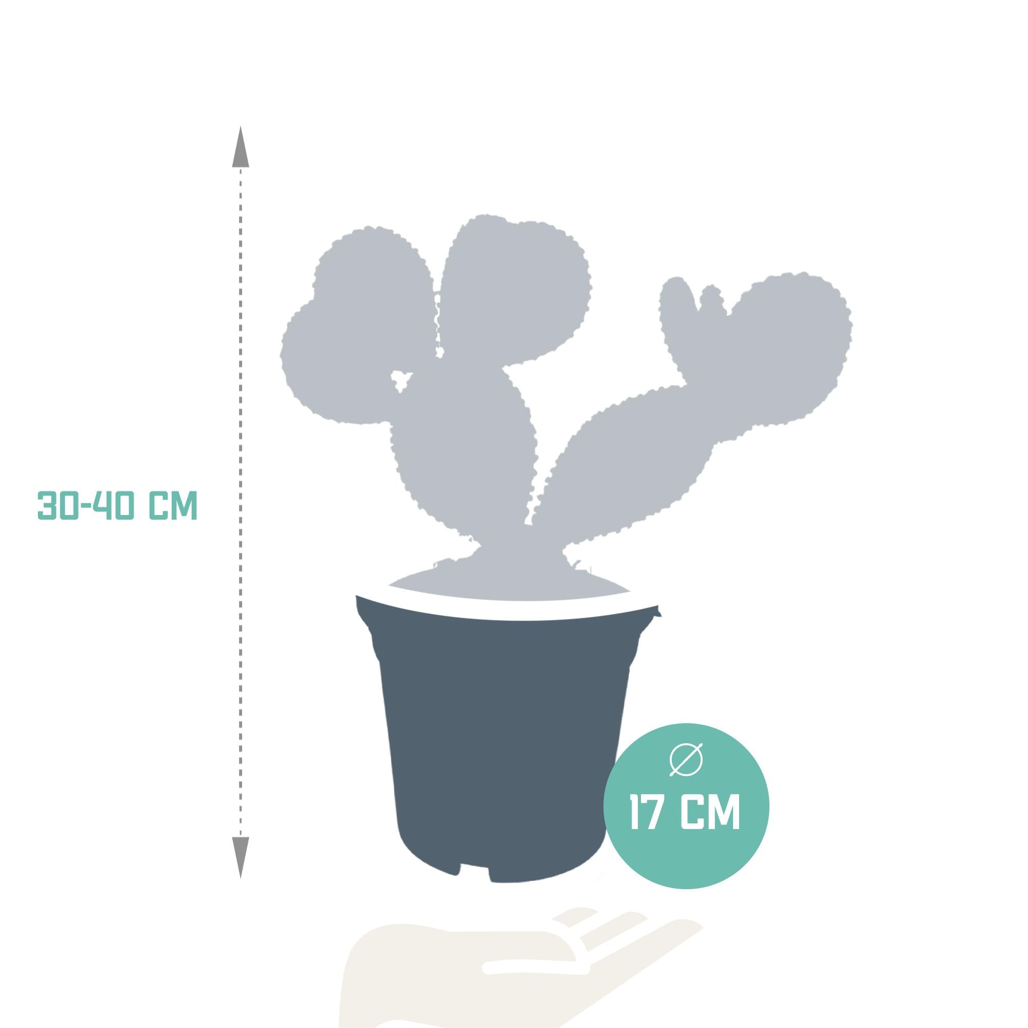 Opuntia microdasys - 17cm - zonder pot