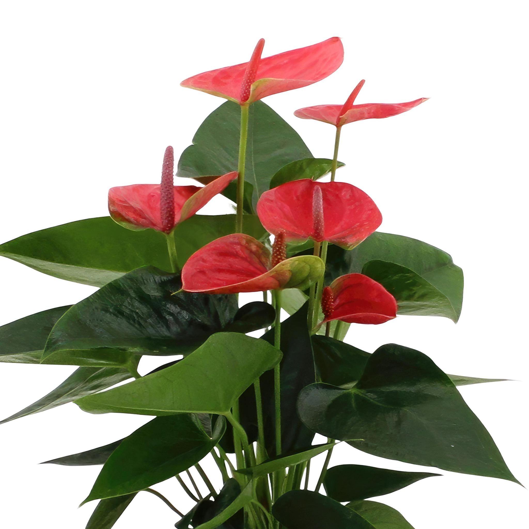 Anthurium andreanum Sweet Dream incl. PURE Zinktopf - 45cm - Ø12