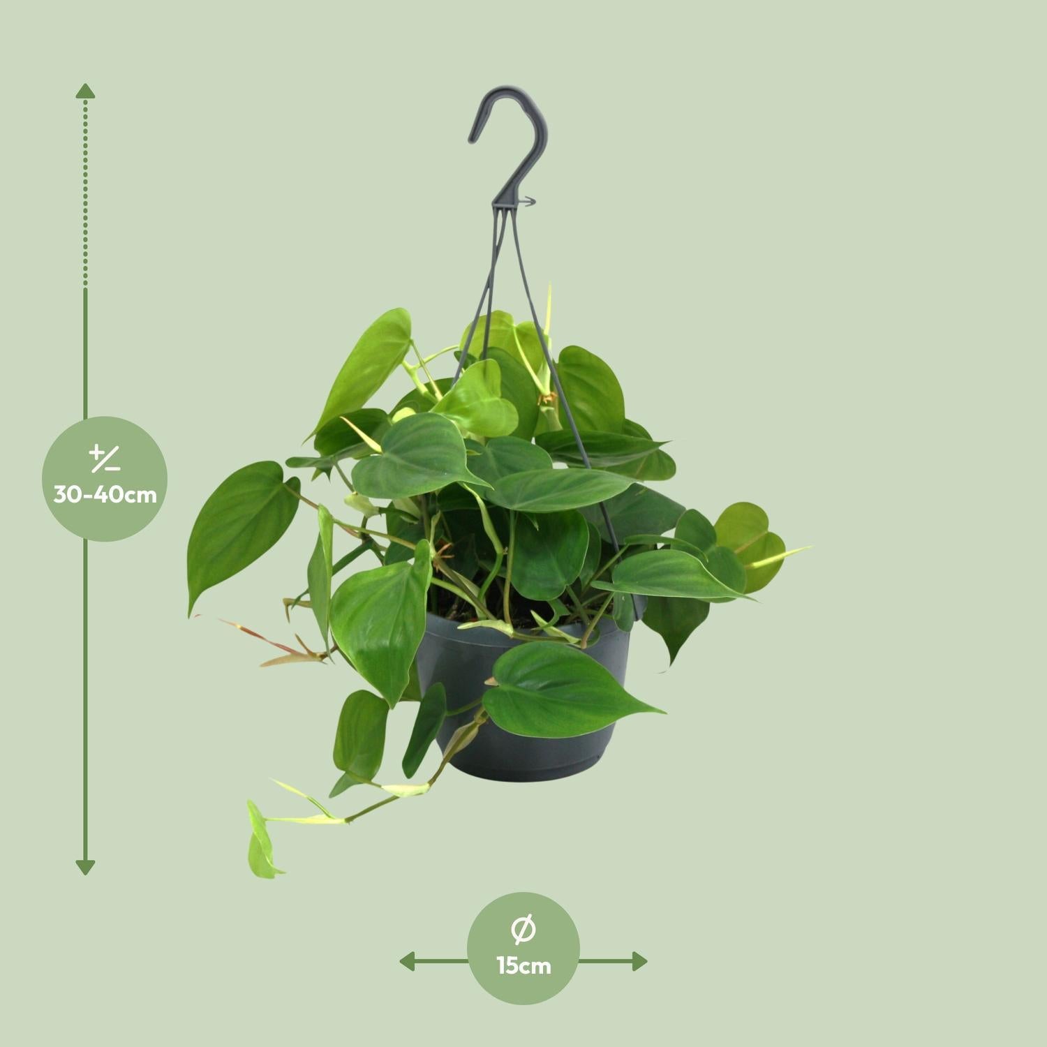 Herzblattphilodendron - Philodendron Scandens - Ø15cm - ↕35cm