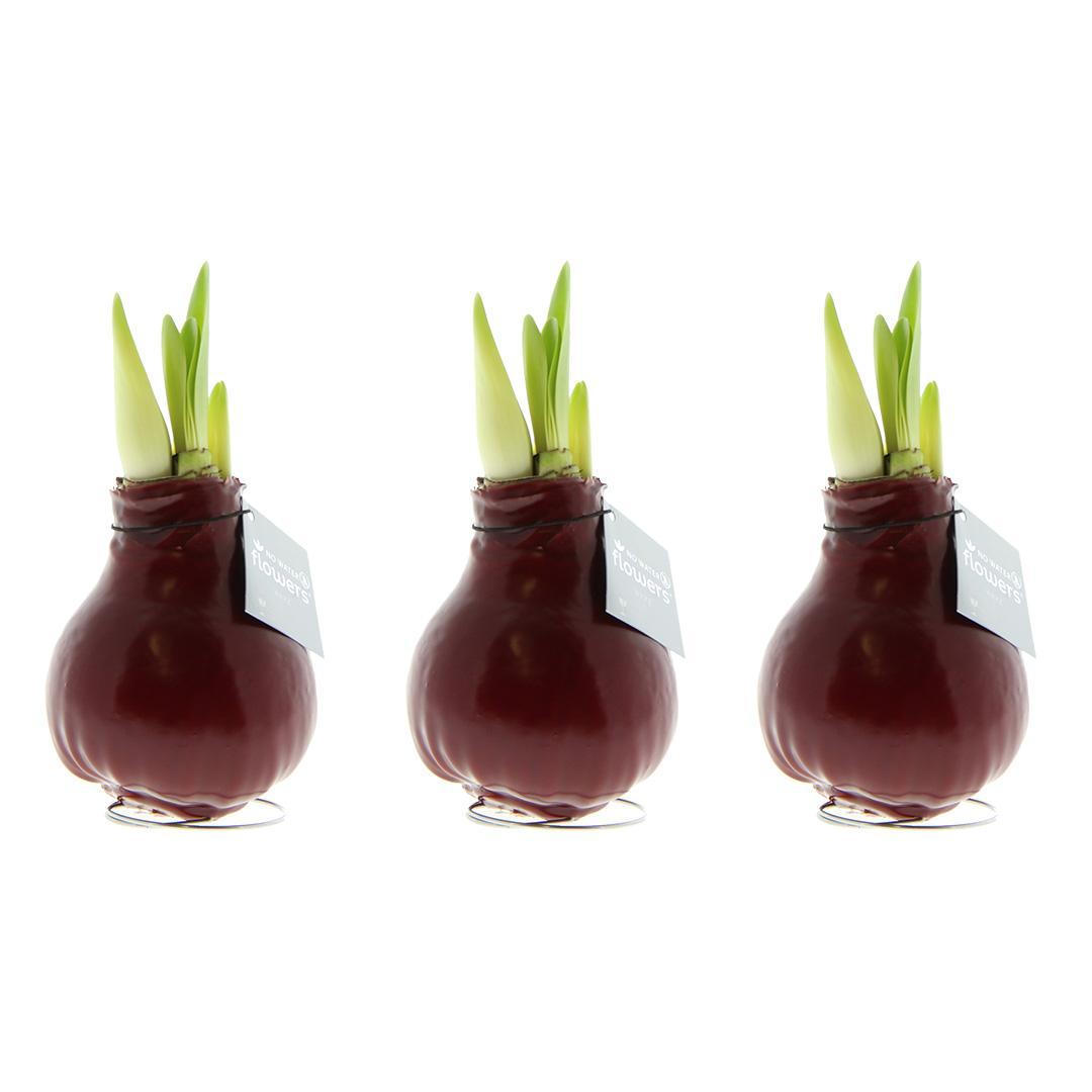 No Water Flowers® (wax amaryllis) | Waxz® Colours Bordeaux (3 pack) + Red flower