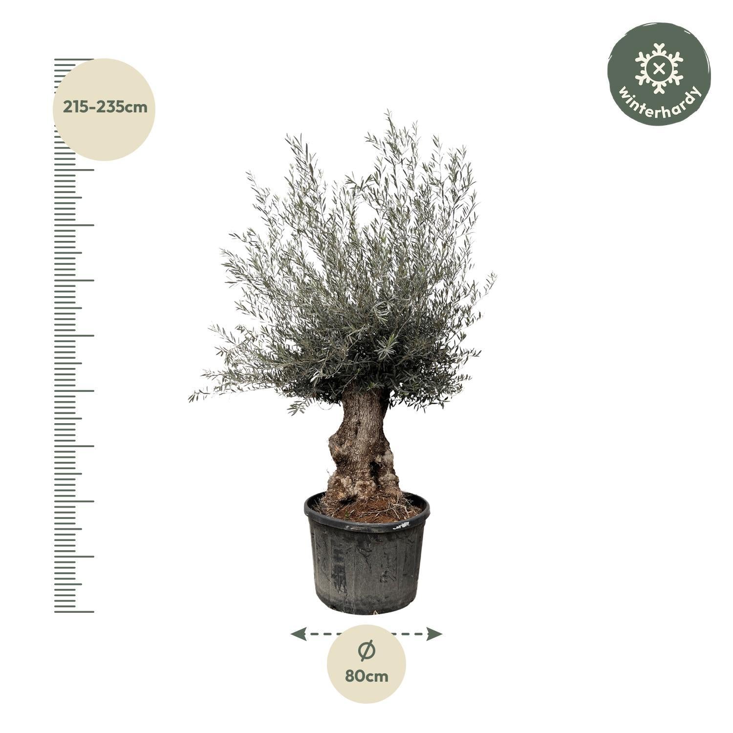 Olea Olive Europaea Bonsai - 225cm- Ø80