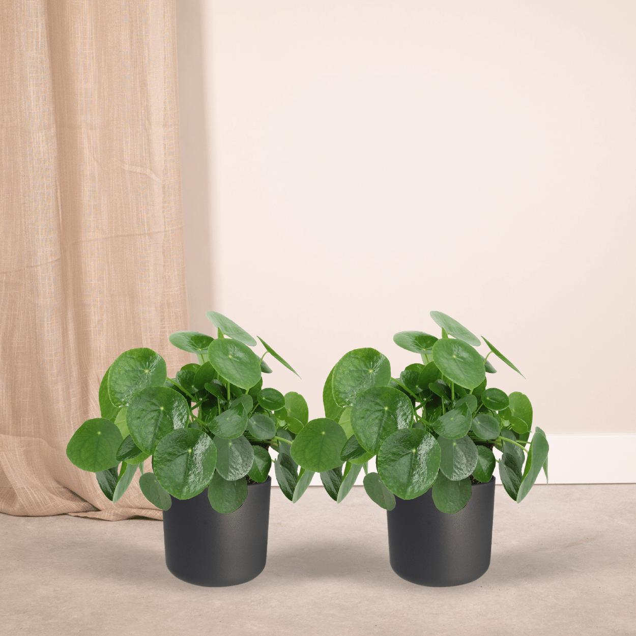 Chinesischer Geldbaum - 2x Pilea Peperomiodes - 25cm - ø15