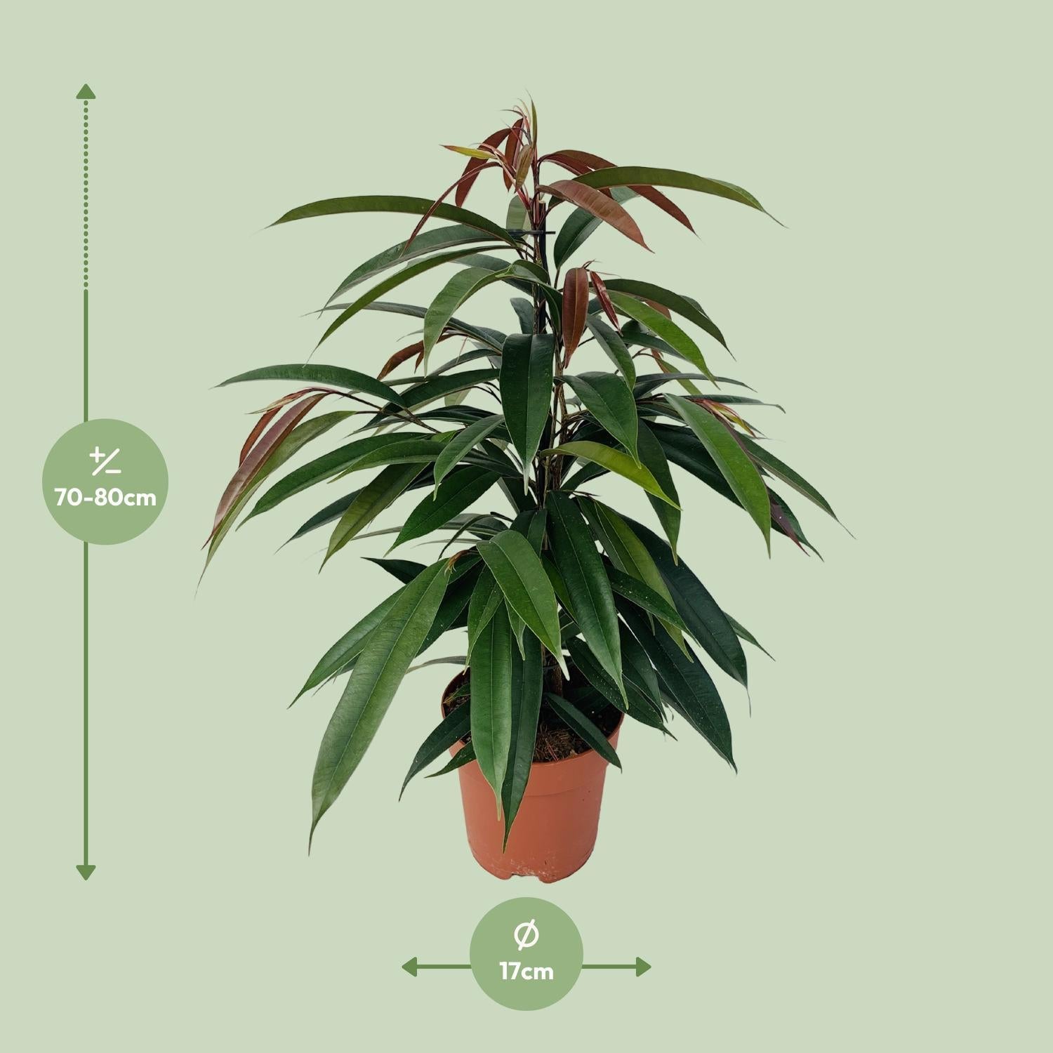 Gummibaum Ficus Binnendijkii 'Amstel King' P17 - Ø17cm - ↕75cm