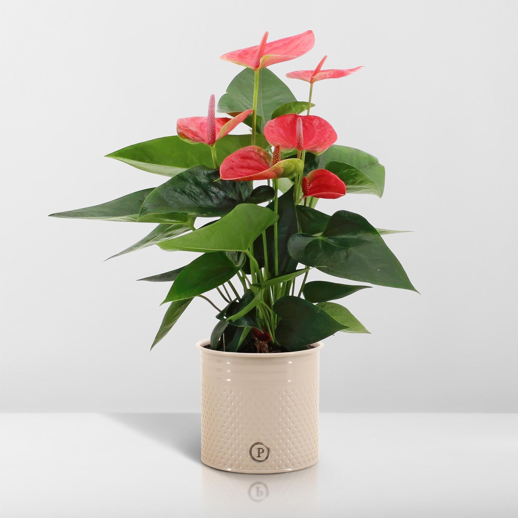 Anthurium andreanum Sweet Dream incl. PURE Zinktopf - 45cm - Ø12