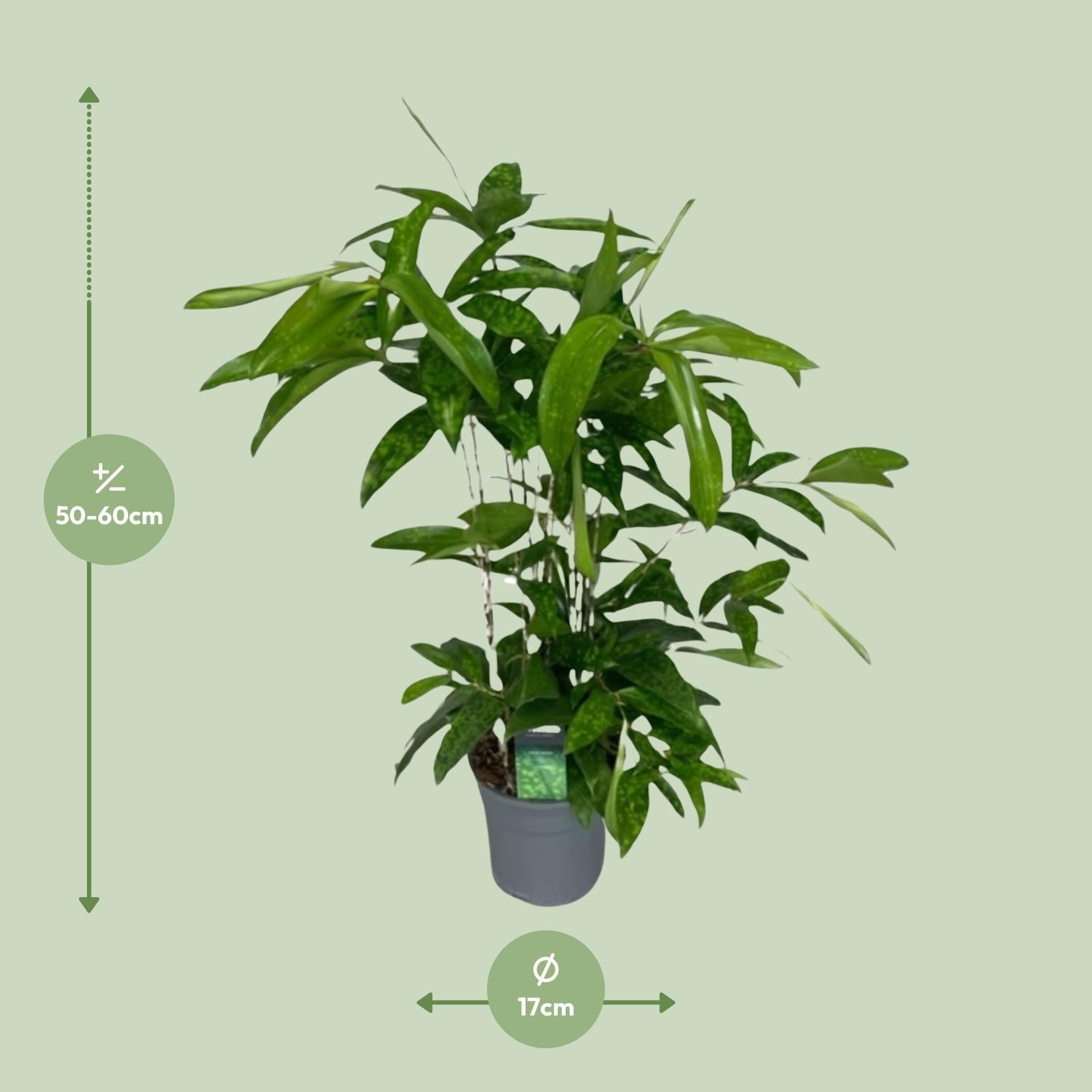 Japanischer Bambus - Dracaena Surculosa - Ø17cm - ↕60cm