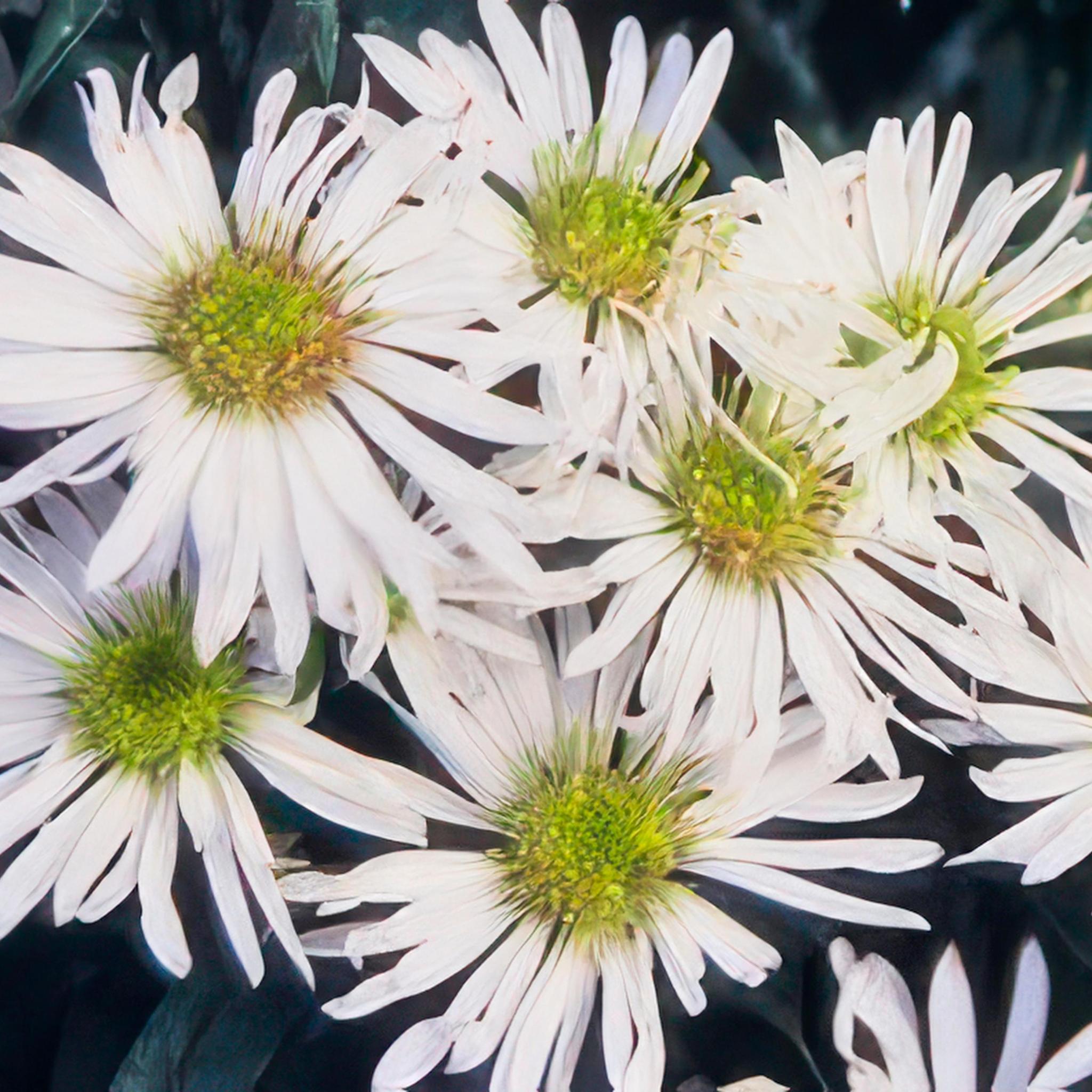 Wildaster - Aster ageratoides 'Ashvi' - ↕25cm - Ø9cm  - 6x