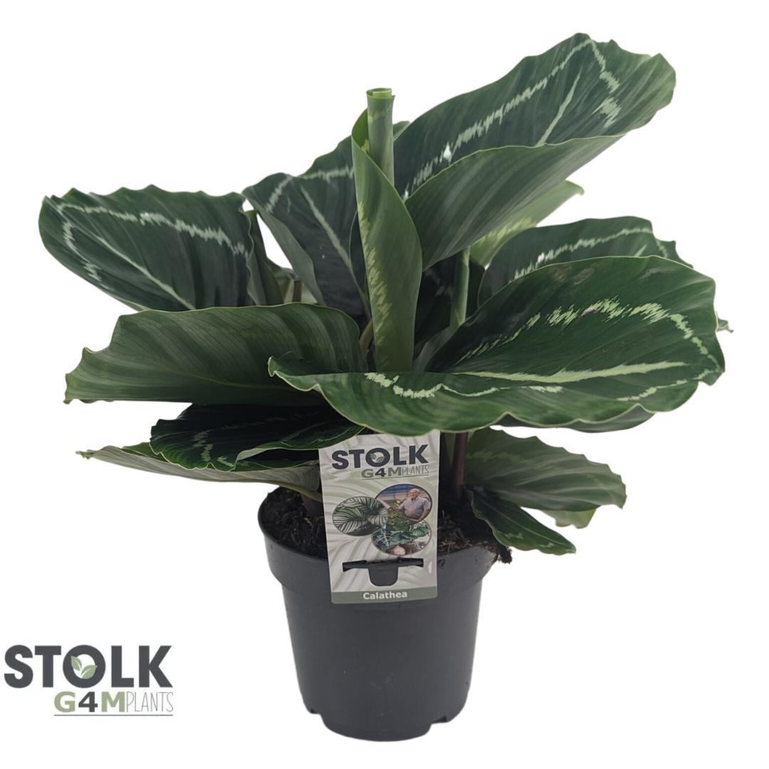 Calathea Roseopicta Groen - Ø14cm - ↕40cm