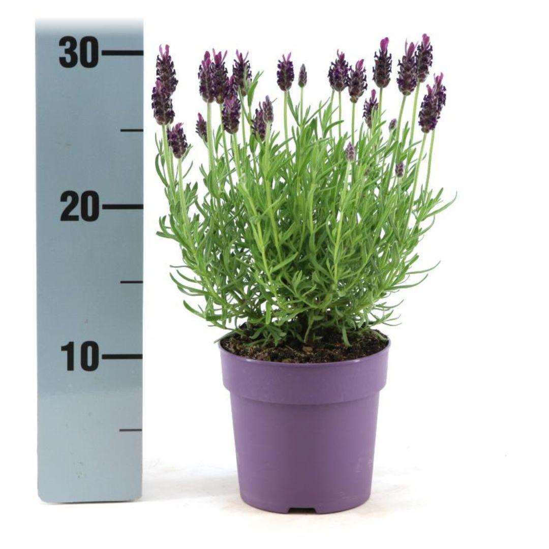 Lavendel - Lavandula Stoechas Anouk® - 12 cm Topf   6 Stück